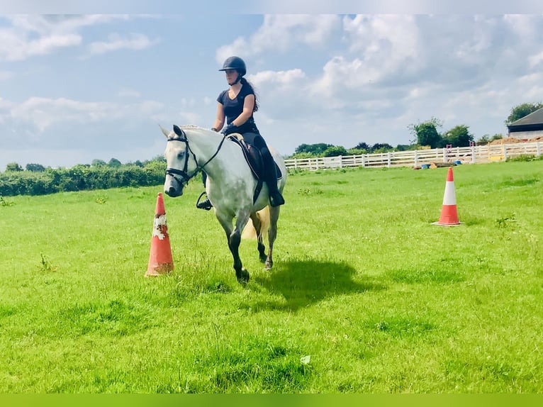 Kuc Connemara Wałach 4 lat 152 cm Siwa in Mountrath