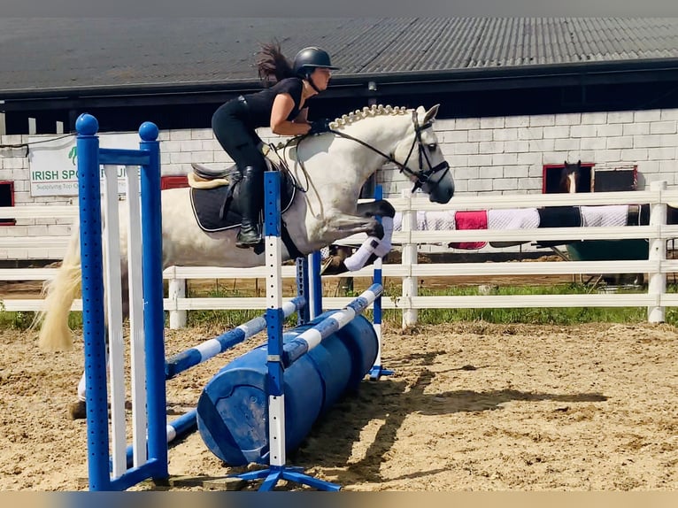 Kuc Connemara Wałach 4 lat 152 cm Siwa in Mountrath