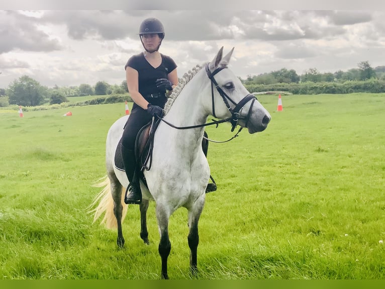 Kuc Connemara Wałach 4 lat 152 cm Siwa in Mountrath