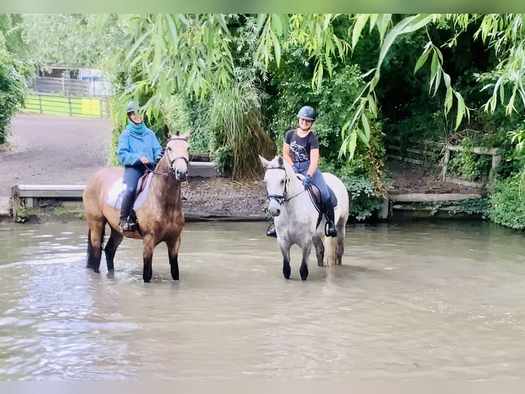Kuc Connemara Wałach 4 lat 152 cm Siwa in Mountrath
