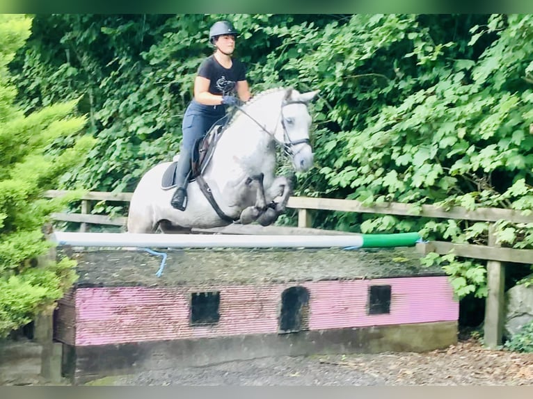 Kuc Connemara Wałach 4 lat 152 cm Siwa in Mountrath