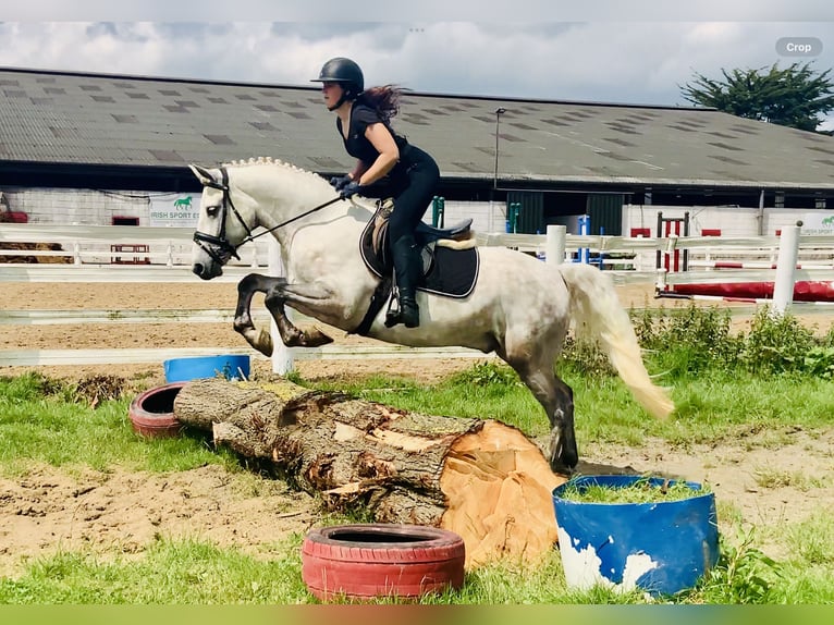 Kuc Connemara Wałach 4 lat 152 cm Siwa in Mountrath