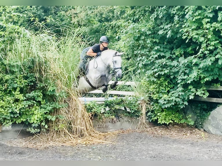 Kuc Connemara Wałach 4 lat 152 cm Siwa in Mountrath