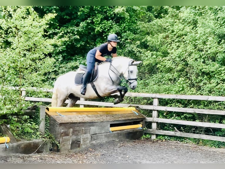 Kuc Connemara Wałach 4 lat 152 cm Siwa in Mountrath
