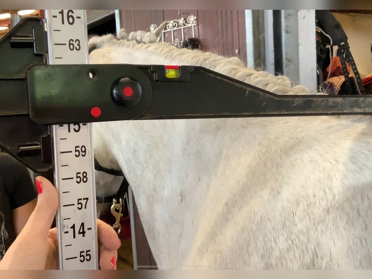 Kuc Connemara Wałach 4 lat 152 cm Siwa in Mountrath