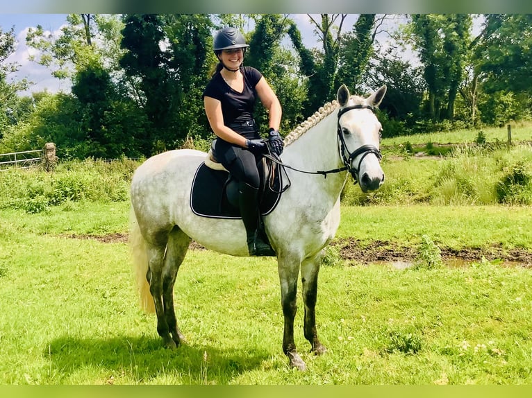 Kuc Connemara Wałach 4 lat 152 cm Siwa in Mountrath