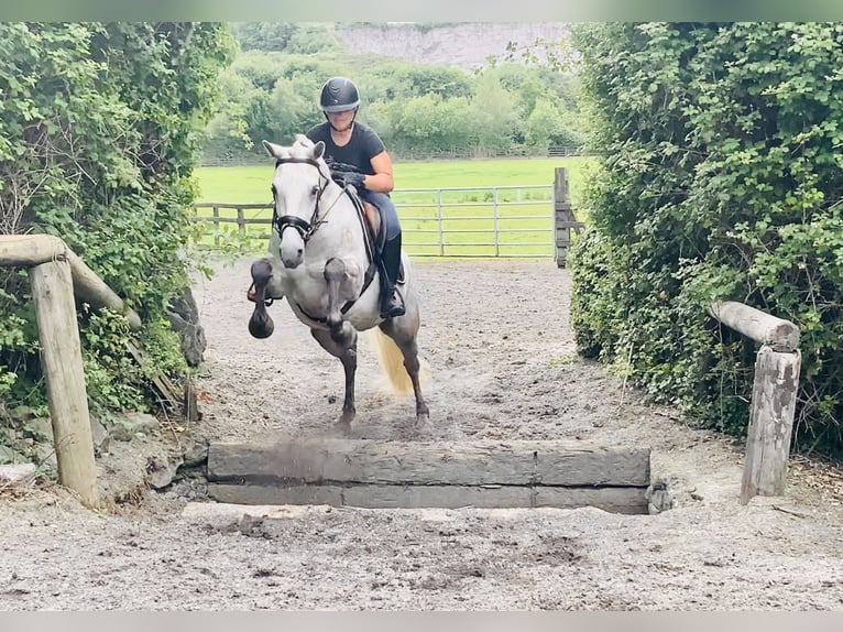 Kuc Connemara Wałach 4 lat 152 cm Siwa in Mountrath