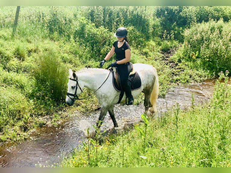 Kuc Connemara Wałach 4 lat 152 cm Siwa in Mountrath