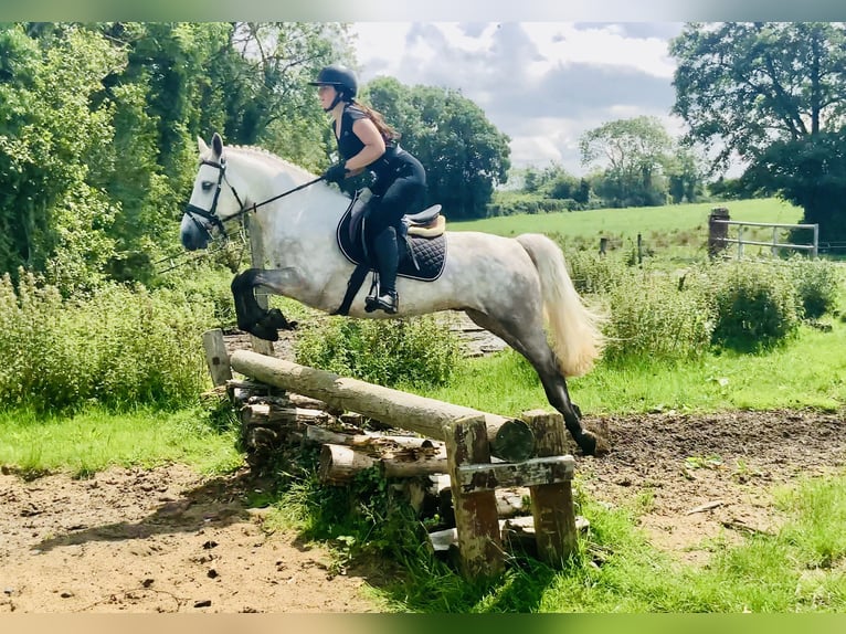 Kuc Connemara Wałach 4 lat 152 cm Siwa in Mountrath
