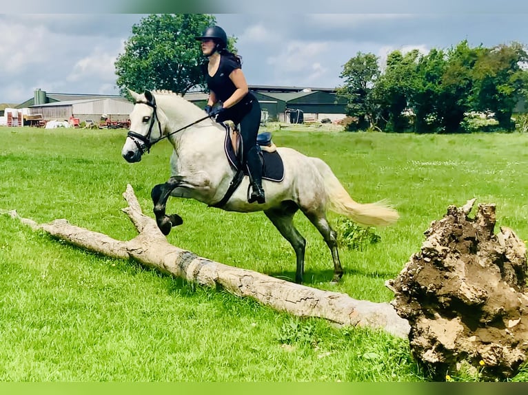 Kuc Connemara Wałach 4 lat 152 cm Siwa in Mountrath