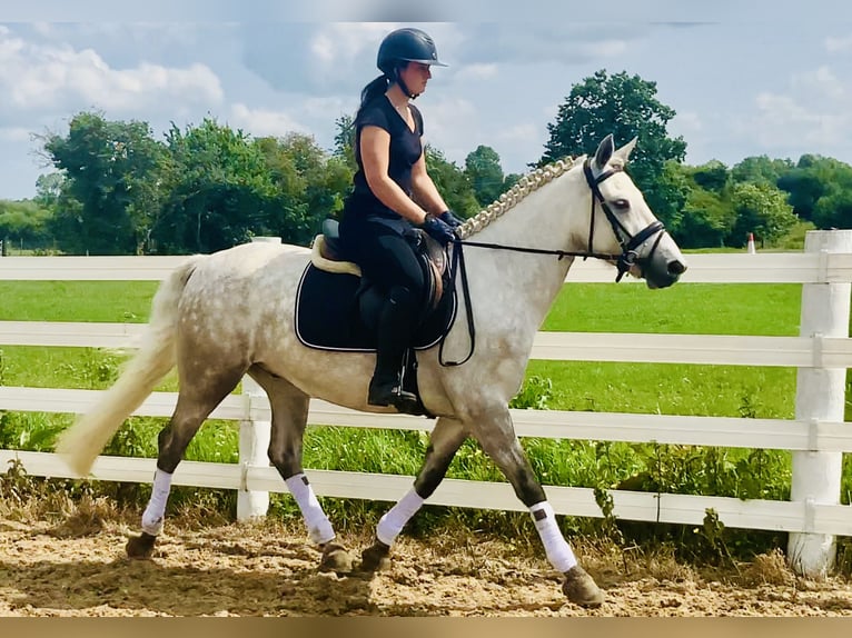 Kuc Connemara Wałach 4 lat 152 cm Siwa in Mountrath