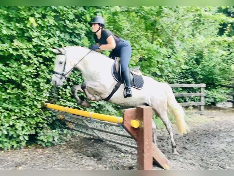 Kuc Connemara Wałach 4 lat 152 cm Siwa in Mountrath