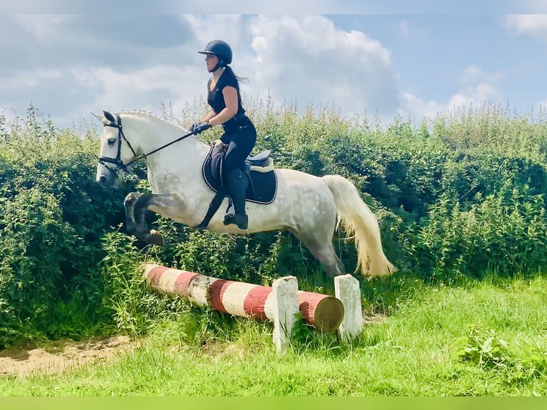 Kuc Connemara Wałach 4 lat 152 cm Siwa in Mountrath