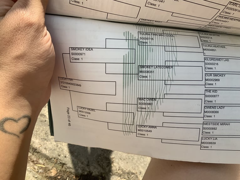Kuc Connemara Wałach 4 lat 152 cm Siwa in Mountrath