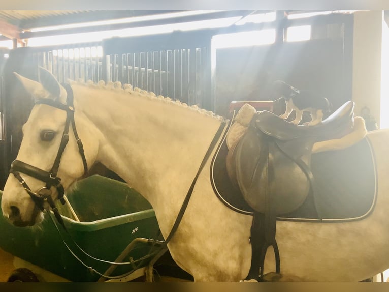 Kuc Connemara Wałach 4 lat 152 cm Siwa in Mountrath