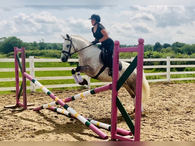 Kuc Connemara Wałach 4 lat 152 cm Siwa in Mountrath