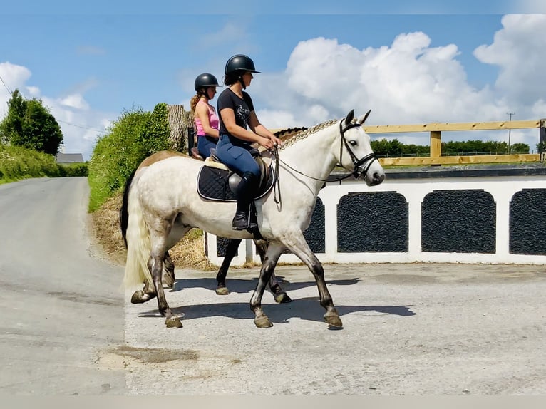 Kuc Connemara Wałach 4 lat 152 cm Siwa in Mountrath