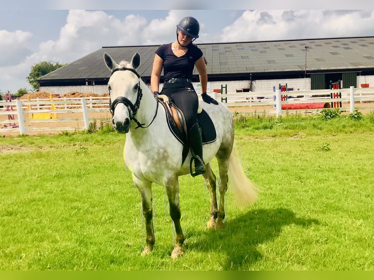 Kuc Connemara Wałach 4 lat 152 cm Siwa in Mountrath