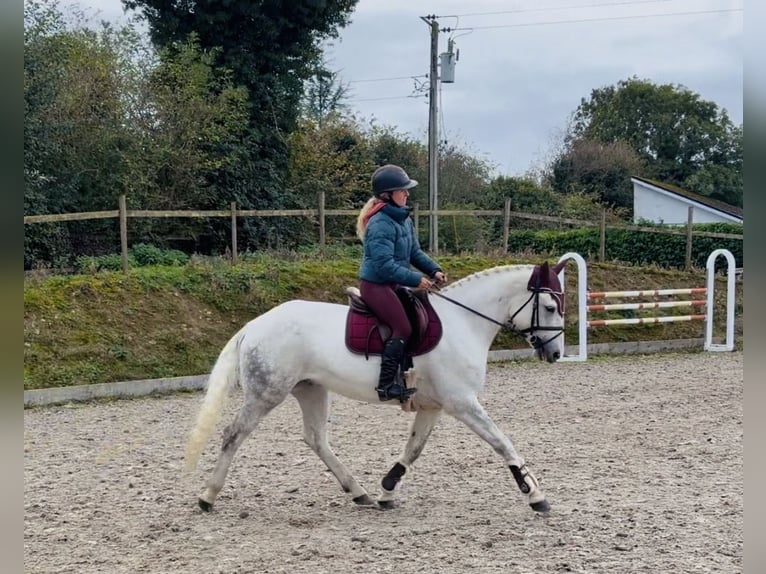 Kuc Connemara Wałach 4 lat 152 cm Siwa in Mountrath, Co. Laois