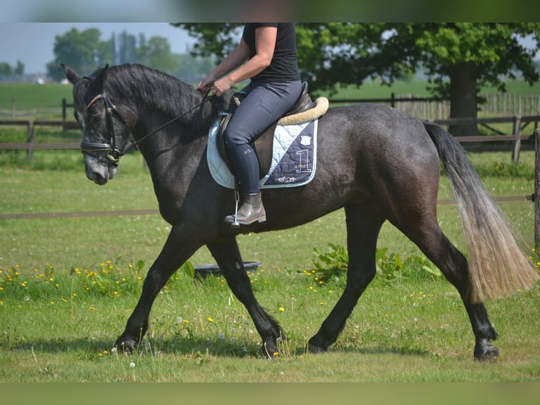 Kuc Connemara Wałach 4 lat 152 cm Siwa in Breda