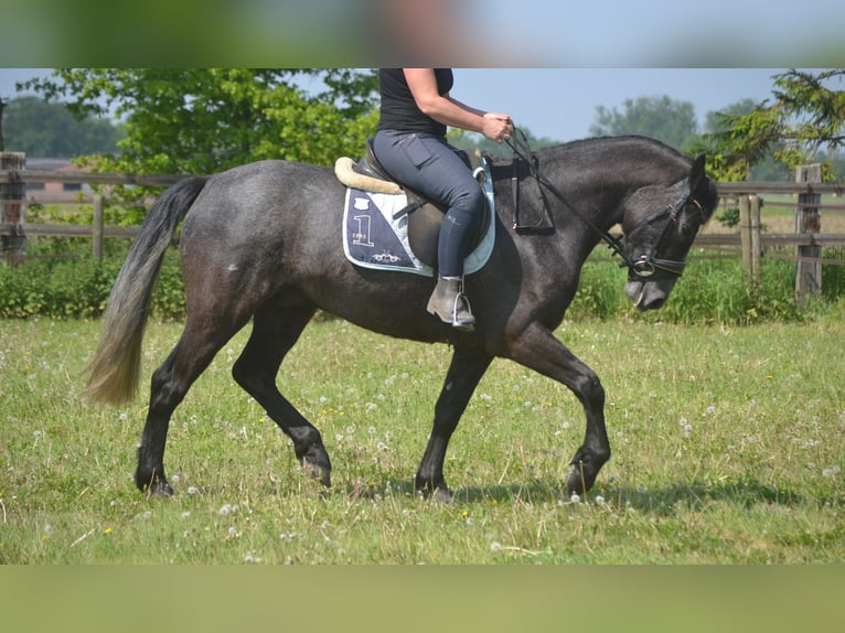 Kuc Connemara Wałach 4 lat 152 cm Siwa in Breda
