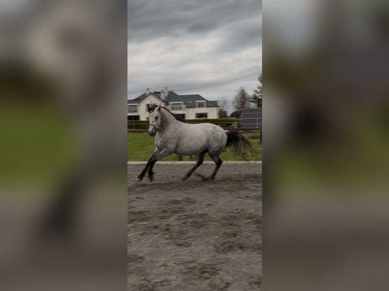 Kuc Connemara Wałach 4 lat 152 cm Siwa in Galway