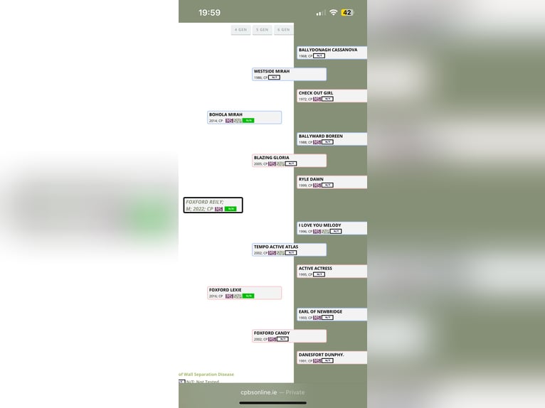 Kuc Connemara Wałach 4 lat 152 cm Siwa in Galway