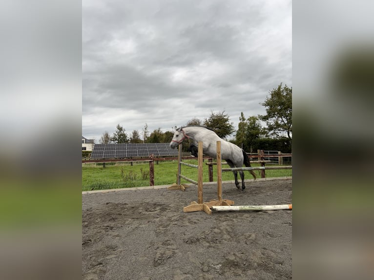 Kuc Connemara Wałach 4 lat 152 cm Siwa in Galway