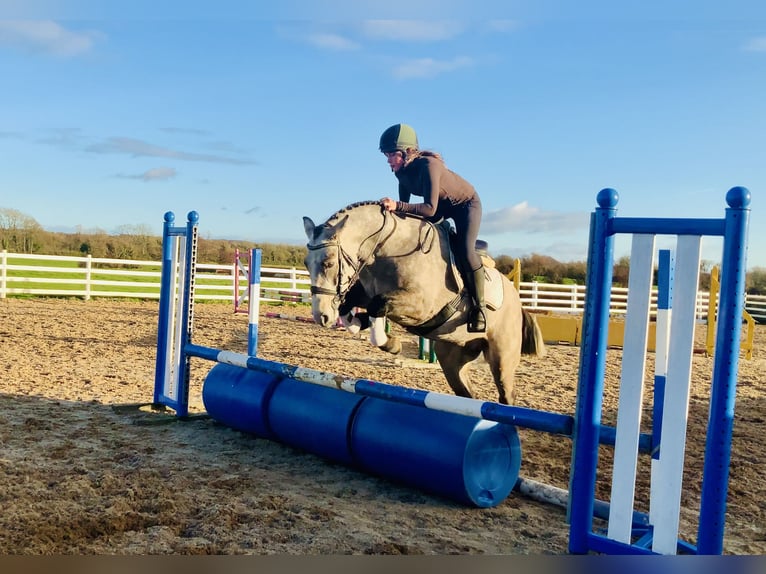 Kuc Connemara Wałach 4 lat 152 cm Siwa in Mountrath