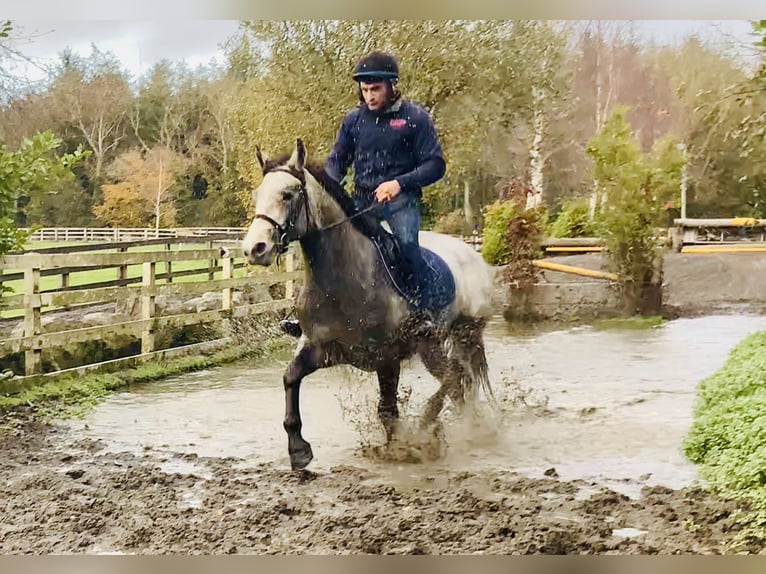 Kuc Connemara Wałach 4 lat 152 cm Siwa in Mountrath