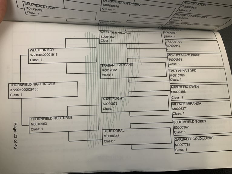Kuc Connemara Wałach 4 lat 152 cm Siwa in Mountrath