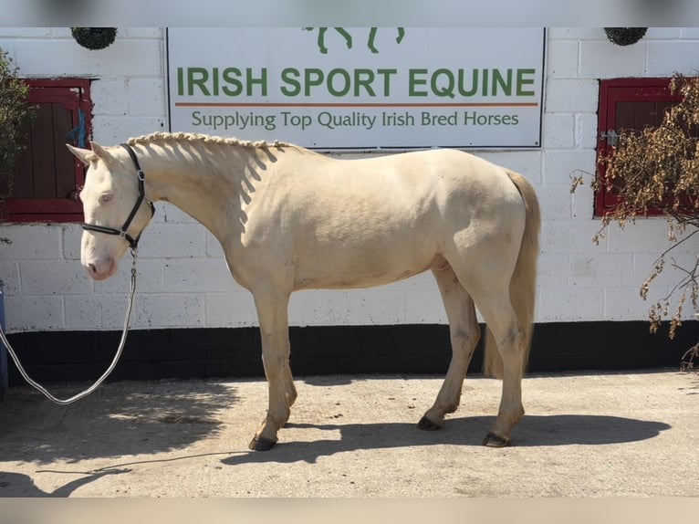 Kuc Connemara Wałach 4 lat 153 cm  in Mountrath, Co. Laois