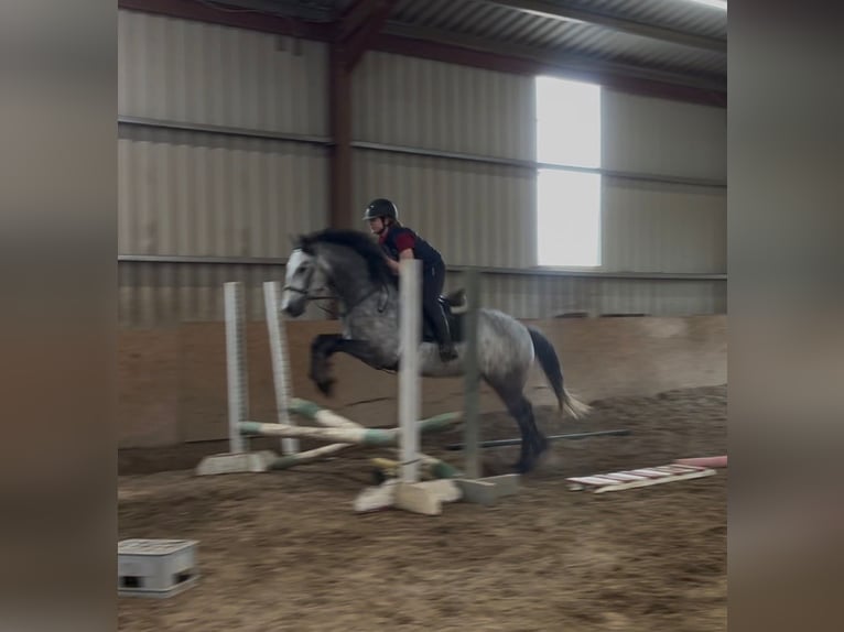 Kuc Connemara Wałach 4 lat 154 cm Siwa in Sligo