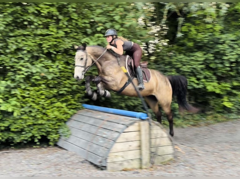 Kuc Connemara Wałach 4 lat 155 cm Bułana in Mountrath, Co. Laois