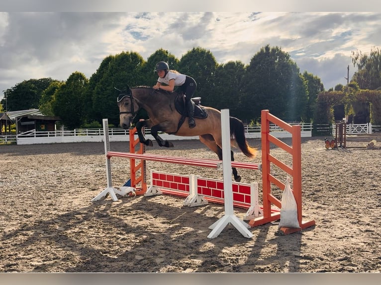 Kuc Connemara Wałach 4 lat 155 cm Bułana in Mountrath, Co. Laois