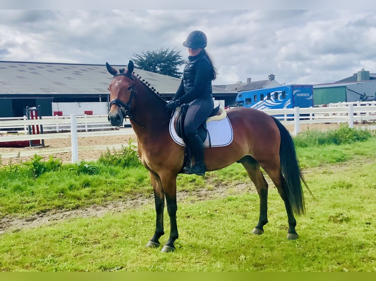 Kuc Connemara Wałach 4 lat 155 cm Gniada in Mountrath