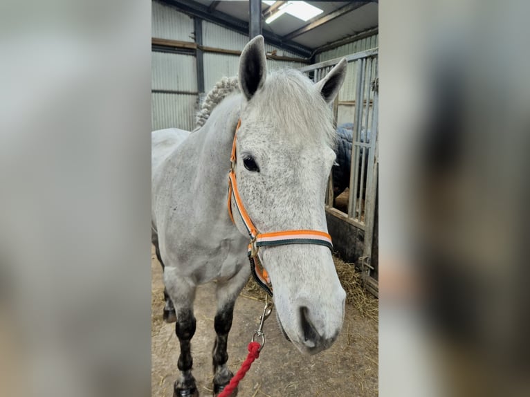 Kuc Connemara Wałach 4 lat 155 cm Siwa in Sligo