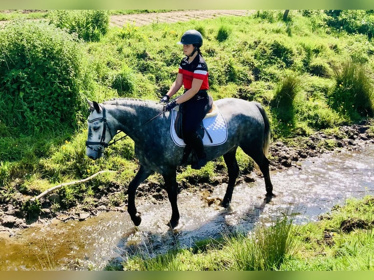 Kuc Connemara Wałach 4 lat 155 cm Siwa in Mountrath