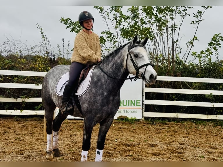 Kuc Connemara Wałach 4 lat 155 cm Siwa in Mountrath