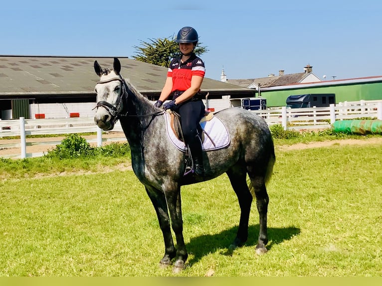Kuc Connemara Wałach 4 lat 155 cm Siwa in Mountrath