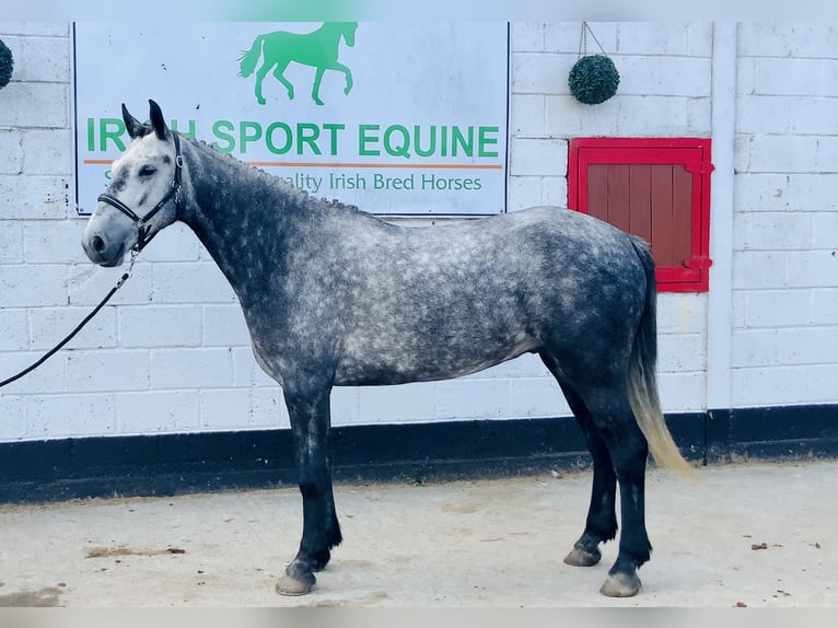 Kuc Connemara Wałach 4 lat 155 cm Siwa in Mountrath