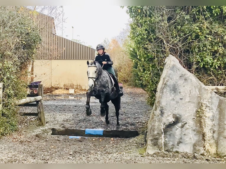 Kuc Connemara Wałach 4 lat 155 cm Siwa in Mountrath