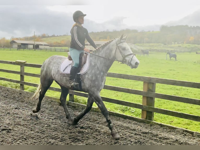 Kuc Connemara Wałach 4 lat 155 cm Siwa in Mountrath