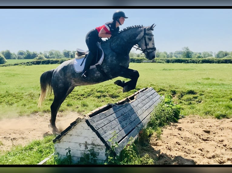 Kuc Connemara Wałach 4 lat 155 cm Siwa in Mountrath