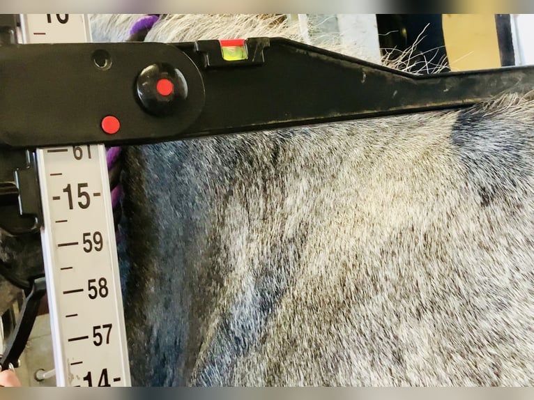 Kuc Connemara Wałach 4 lat 155 cm Siwa in Mountrath