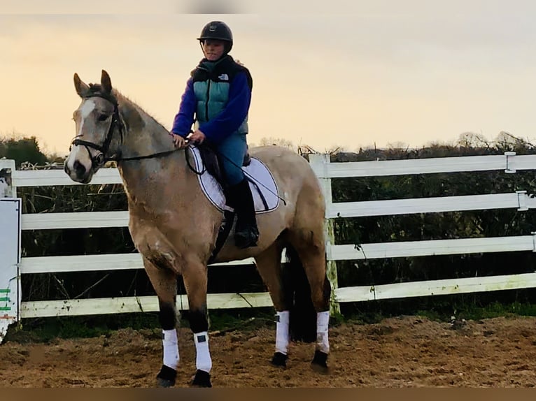 Kuc Connemara Wałach 4 lat 156 cm Bułana in Mountrath