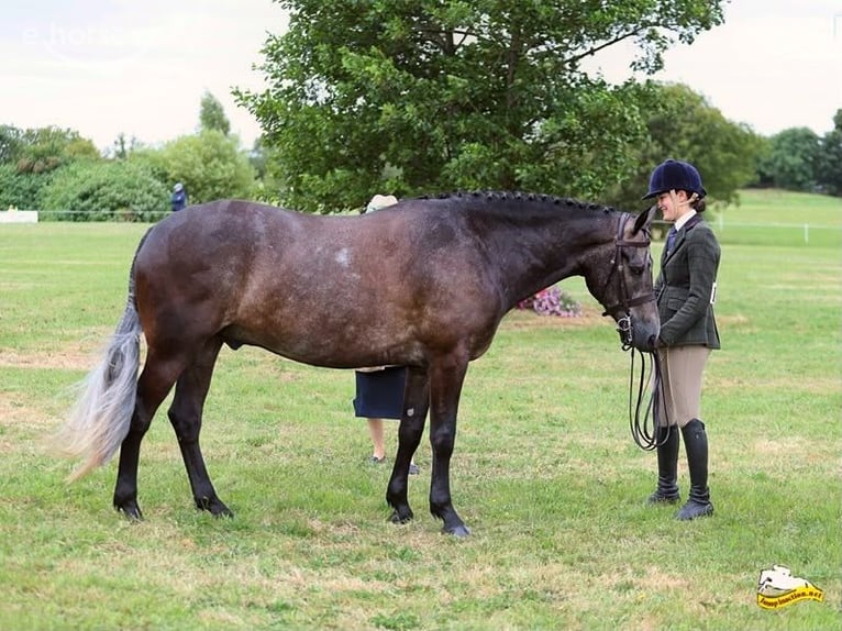 Kuc Connemara Wałach 4 lat 156 cm Siwa in Cork