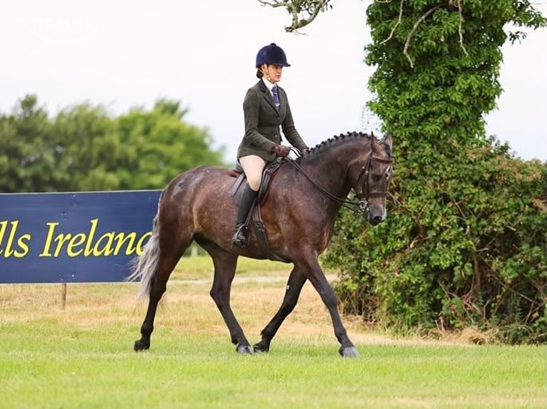 Kuc Connemara Wałach 4 lat 156 cm Siwa in Cork