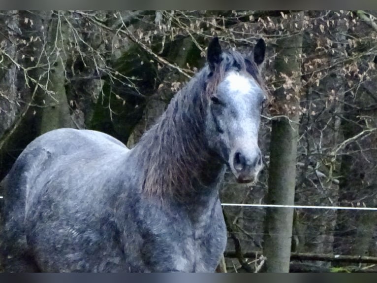 Kuc Connemara Wałach 4 lat 156 cm Siwa in Neuhemsbach