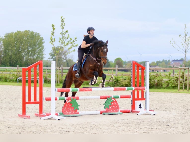 Kuc Connemara Wałach 4 lat 157 cm Gniada in Pepingen